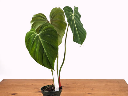 Philodendron Gloriosum Verde - 4 inch pot Live Tropical Houseplant Grows in a Crawling Terrestrial Manner Great for Window Boxes