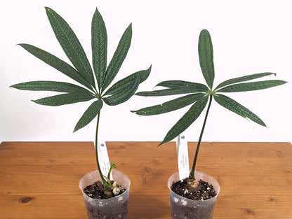 Anthurium Croatii Corrugado Rare Live House Plant in 4 inch pot