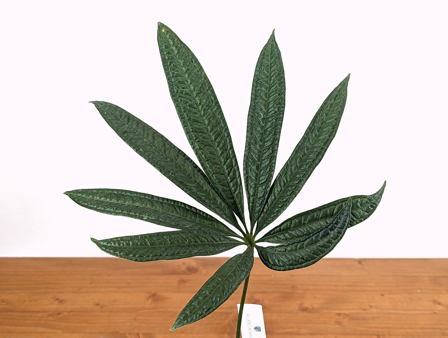 Anthurium Croatii Corrugado Rare Live House Plant in 4 inch pot