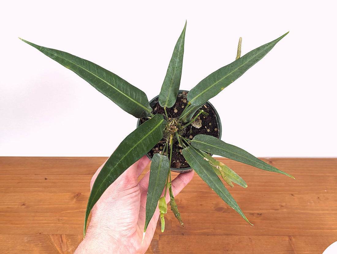 Anthurium debilipeltatum - 4 inch pot rare Collector&