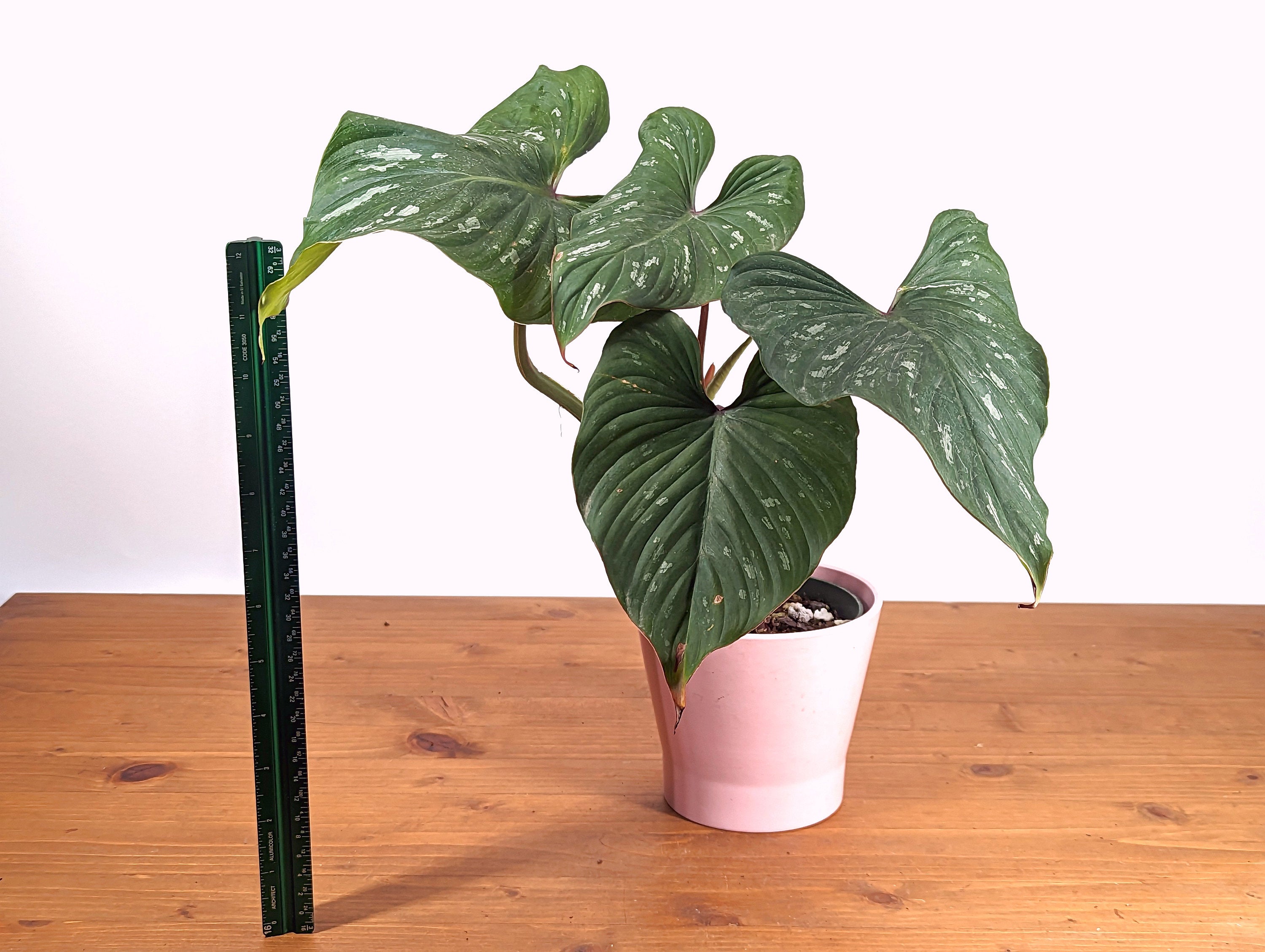 Philodendron Mamei Red