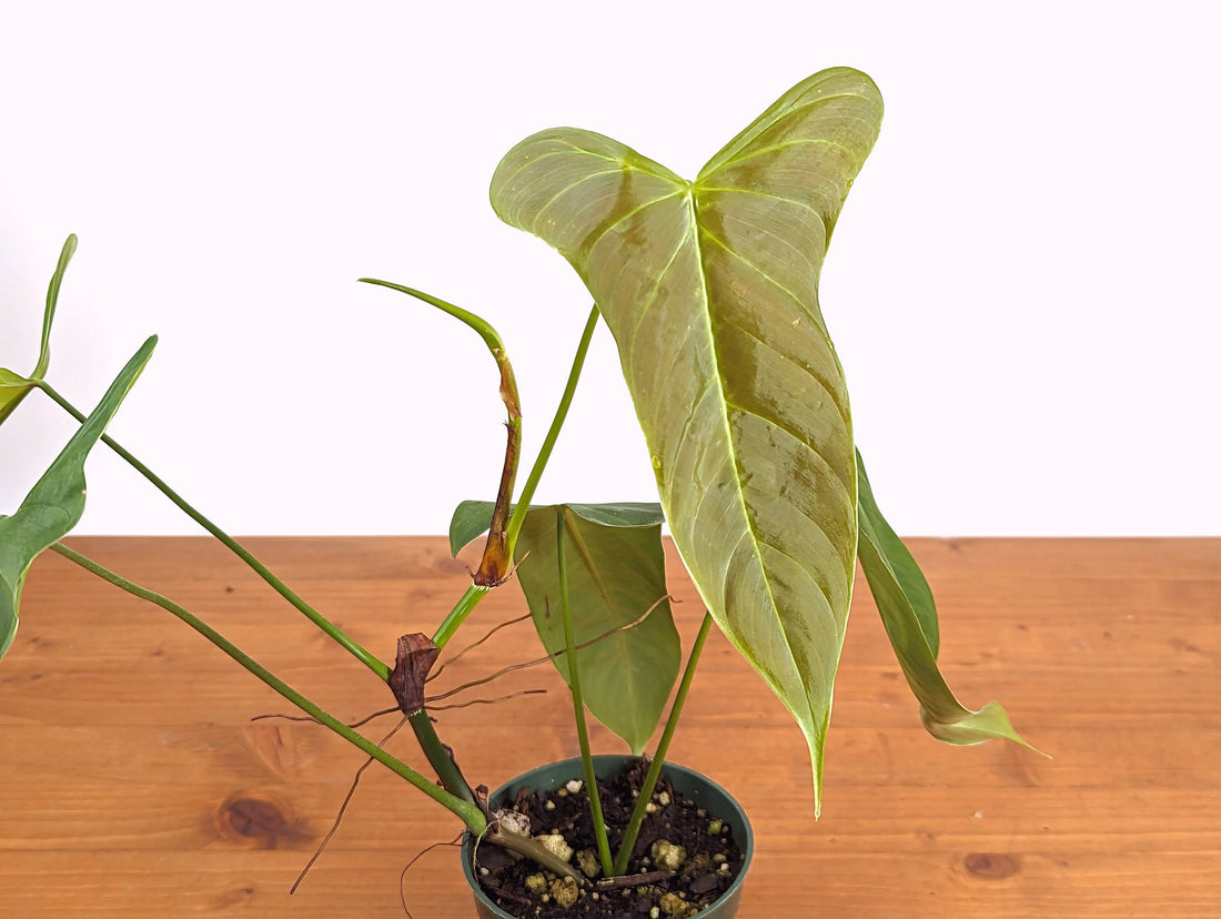 Philodendron Balaoanum