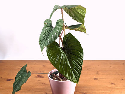 Philodendron Mamei Red