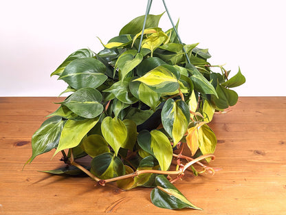 Philodendron Brasil Heartleaf - 8 Inch Hanging Basket