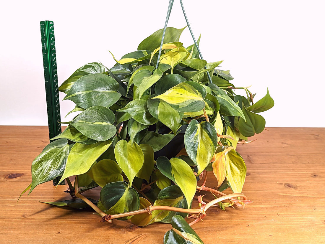 Philodendron Brasil Heartleaf - 8 Inch Hanging Basket