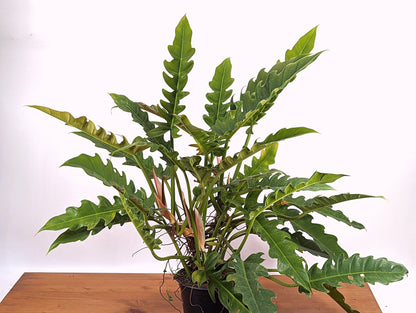 Philodendron Jungle Boogie Tiger Tooth Wild Type
