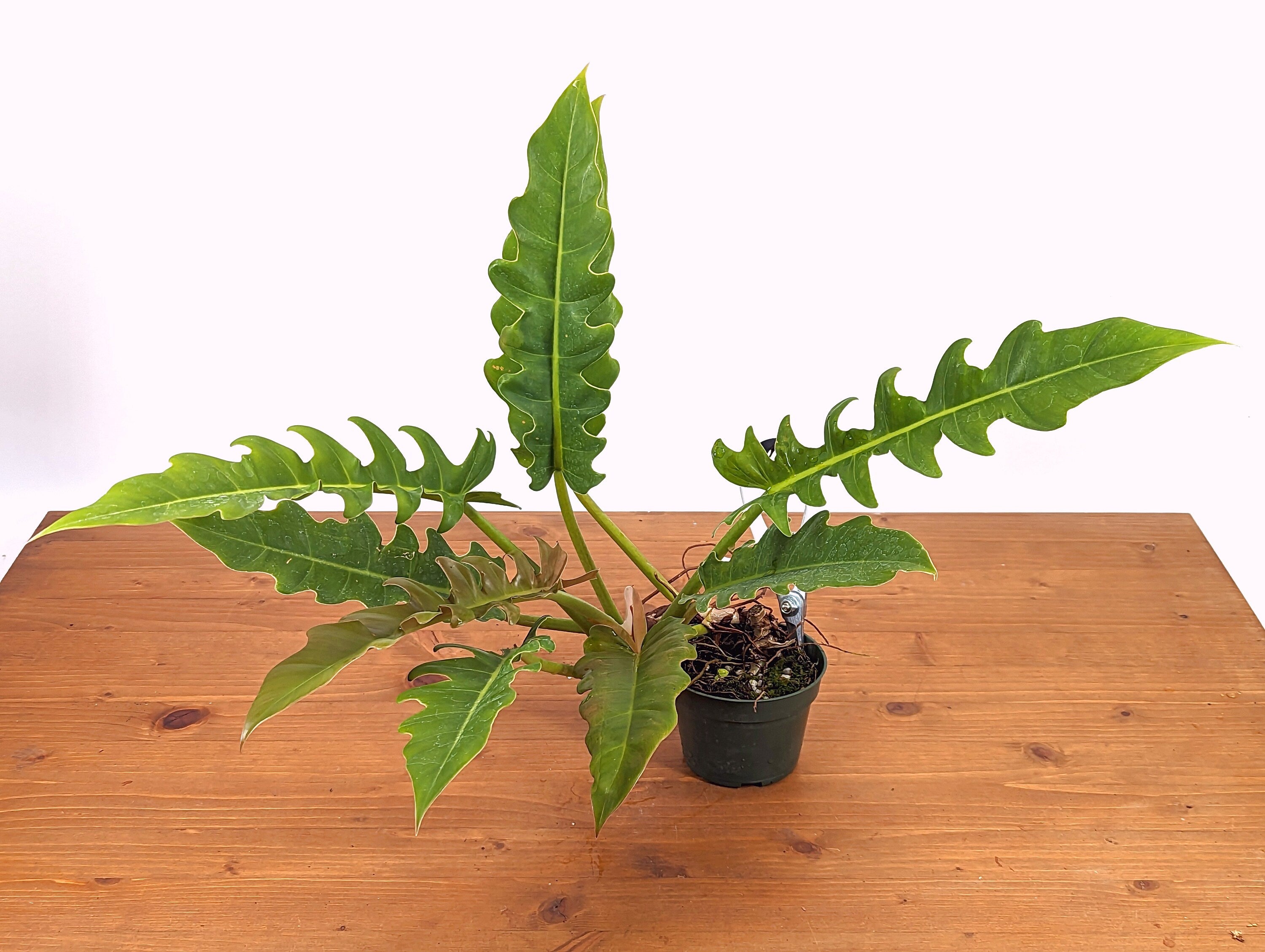 Philodendron Jungle Boogie Tiger Tooth Wild Type