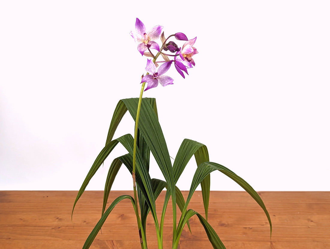 Spathoglottis Far Out Freckles Ground Orchid