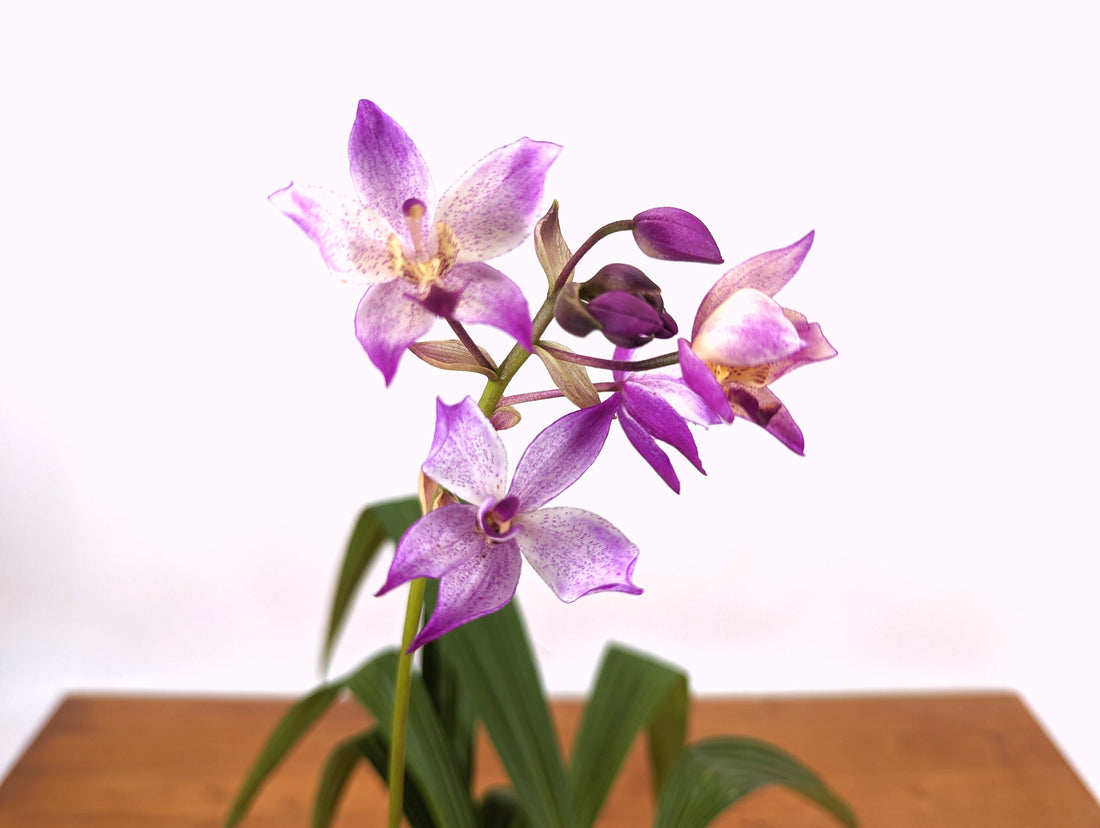 Spathoglottis Far Out Freckles Ground Orchid