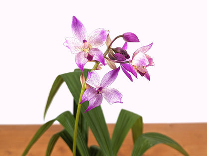 Spathoglottis Far Out Freckles Ground Orchid