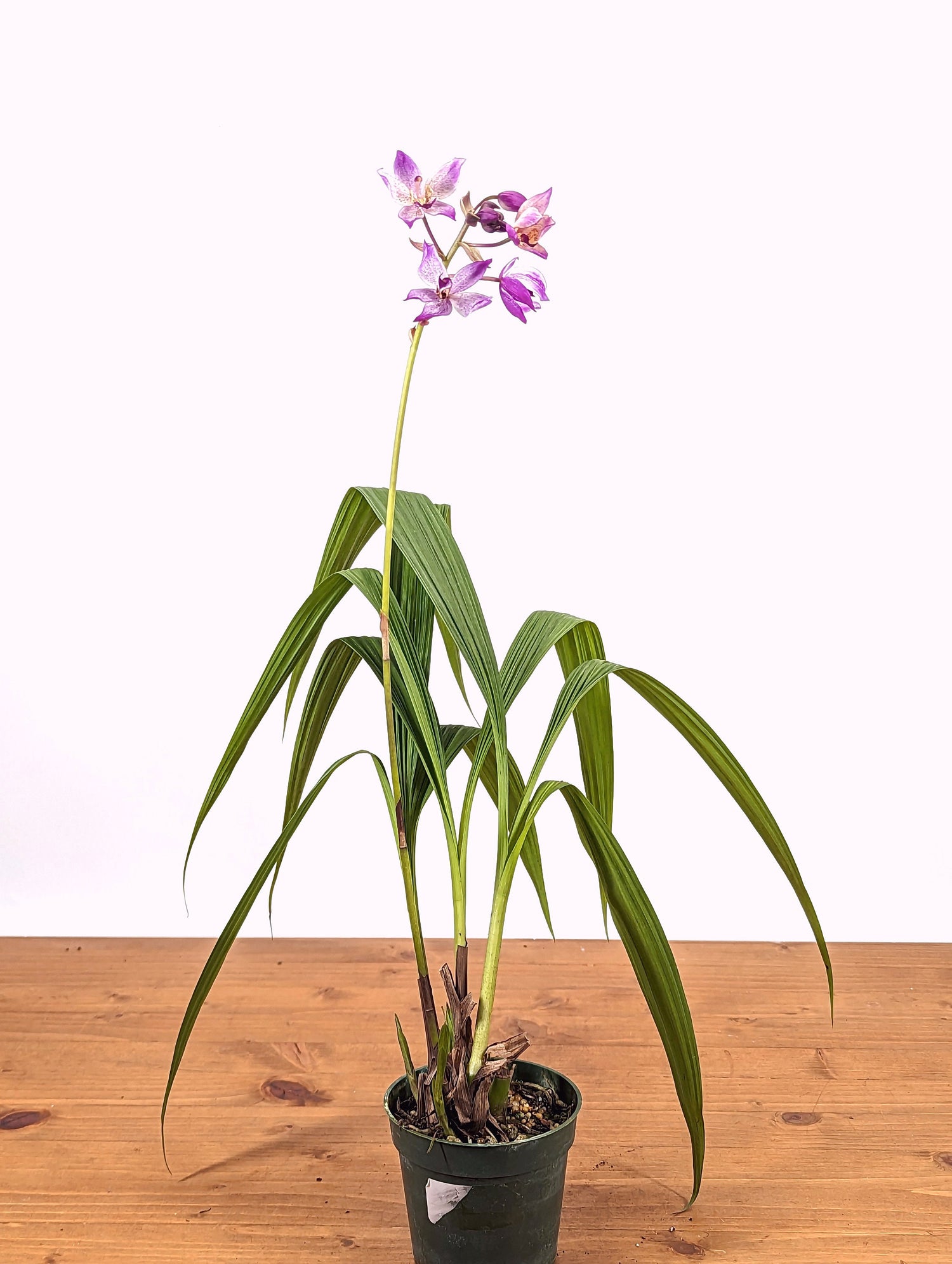 Spathoglottis Far Out Freckles Ground Orchid