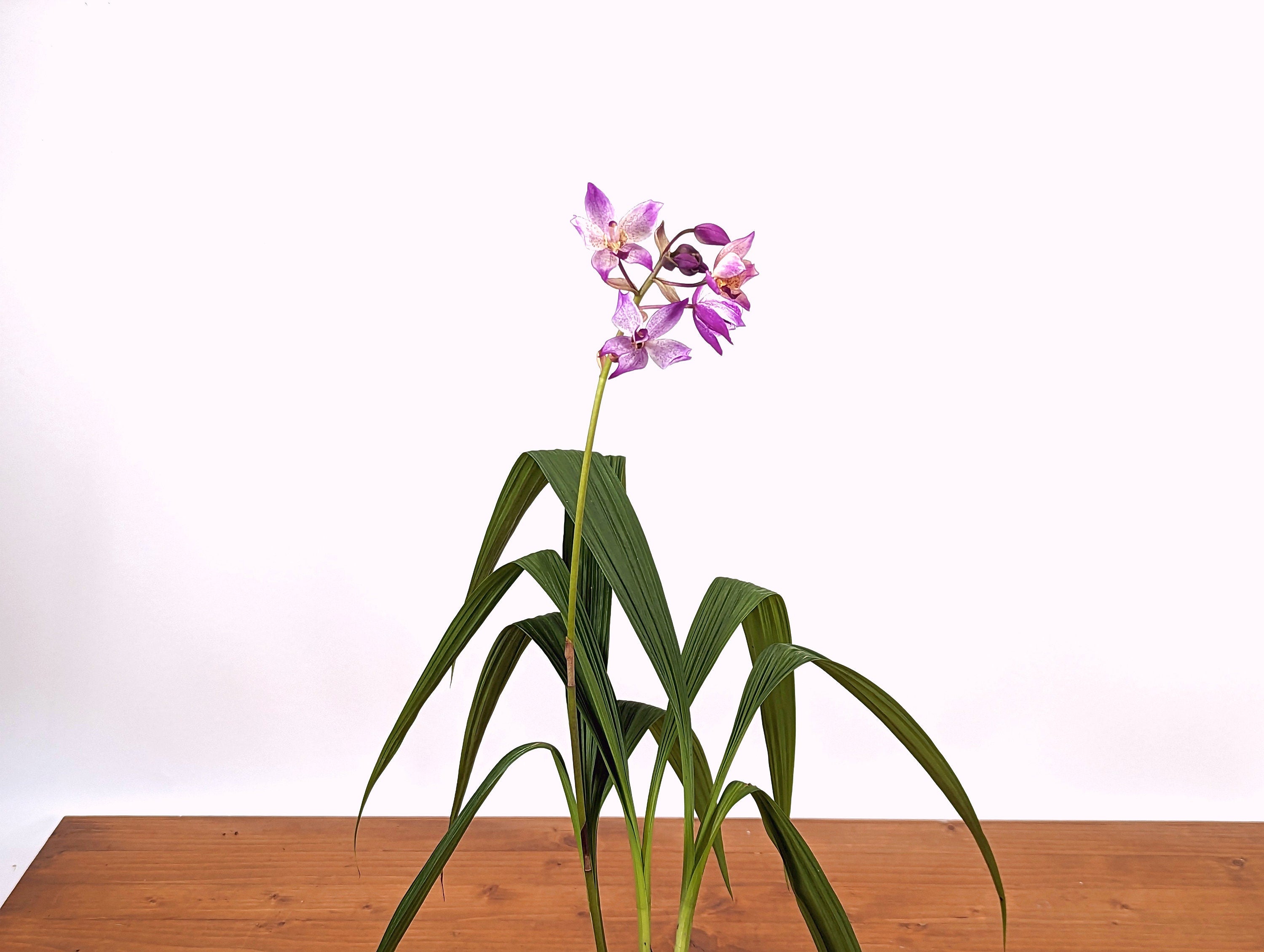 Spathoglottis Far Out Freckles Ground Orchid