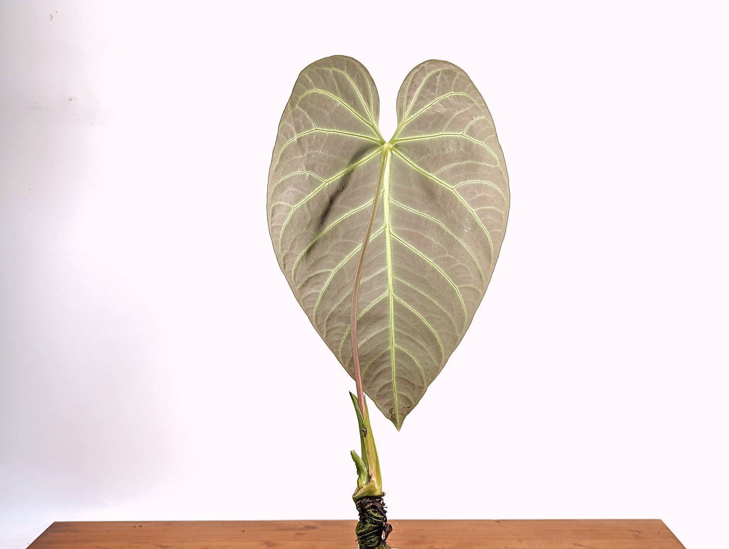 Anthurium regale - Exact Specimen Approx 2 ft tall