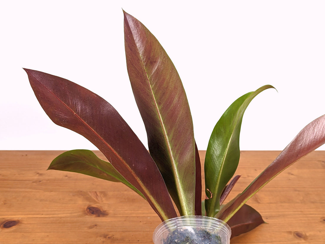 Philodendron Insigne Purple