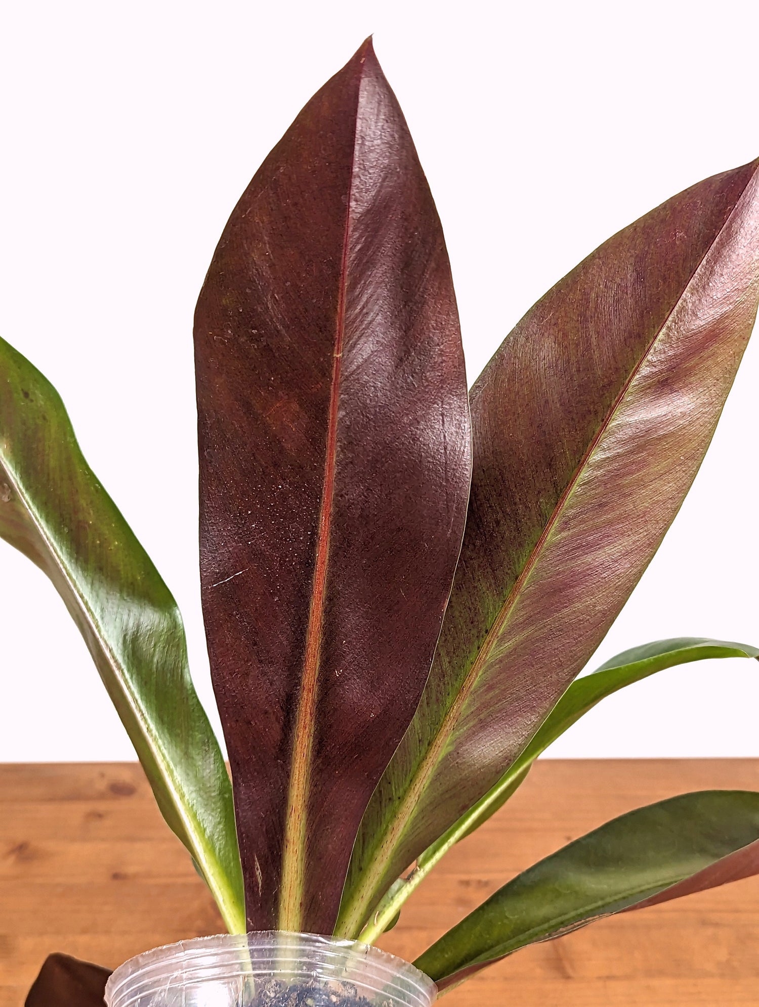 Philodendron Insigne Purple