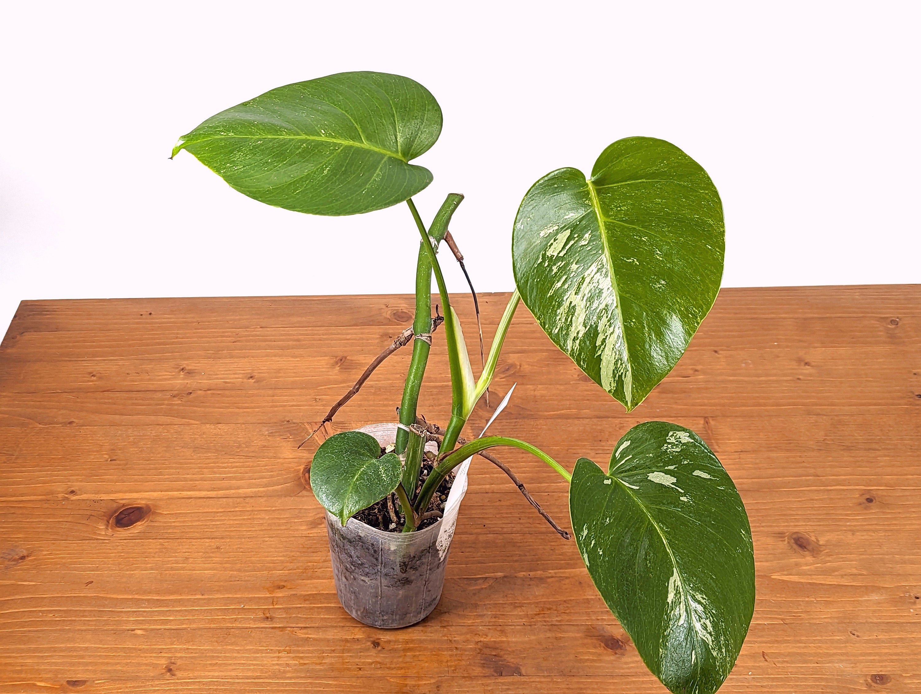 Monstera Albo  - 5 inch Pot (Exact Plant 