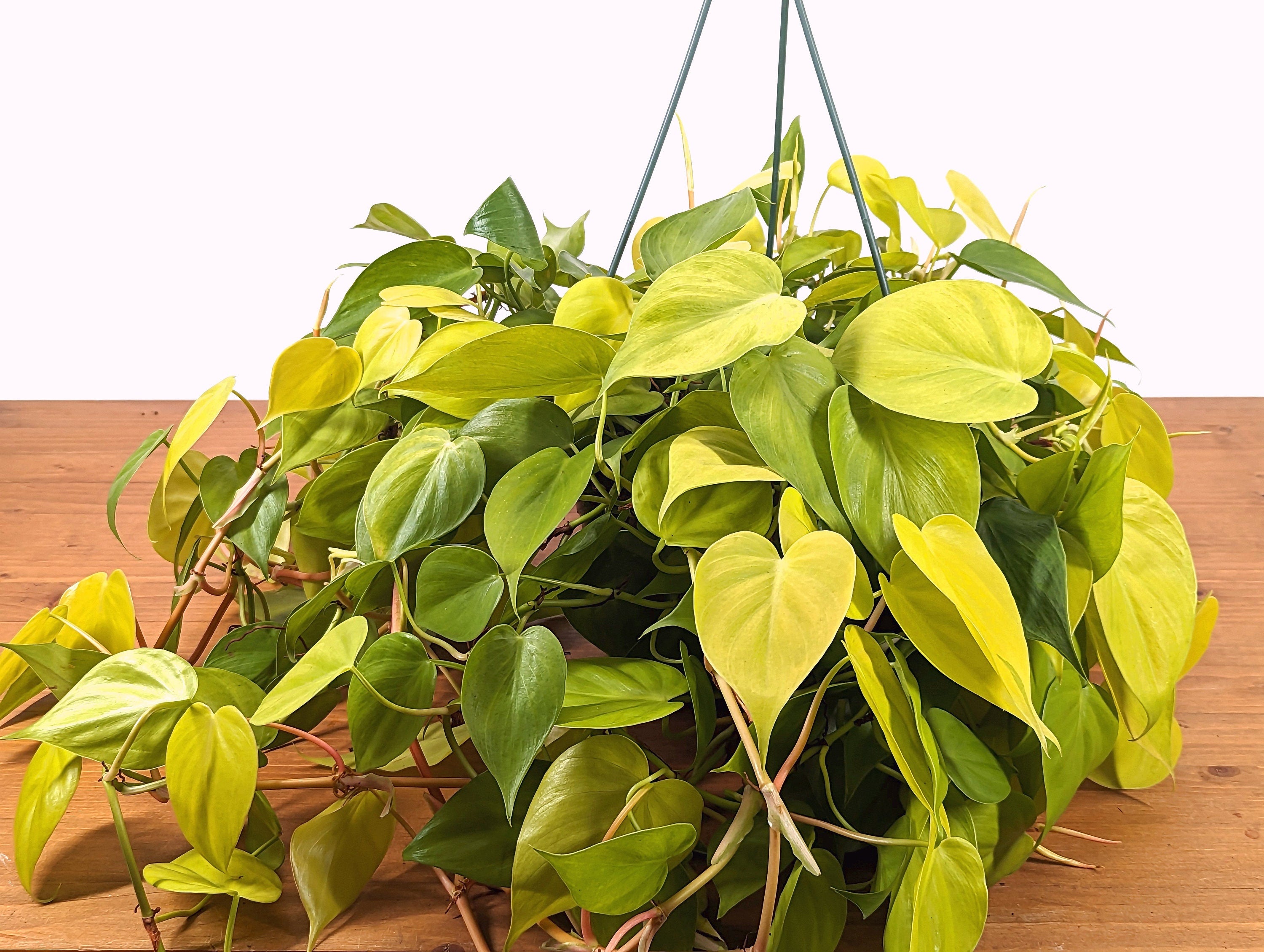Philodendron Neon - 8 Inch Hanging Basket