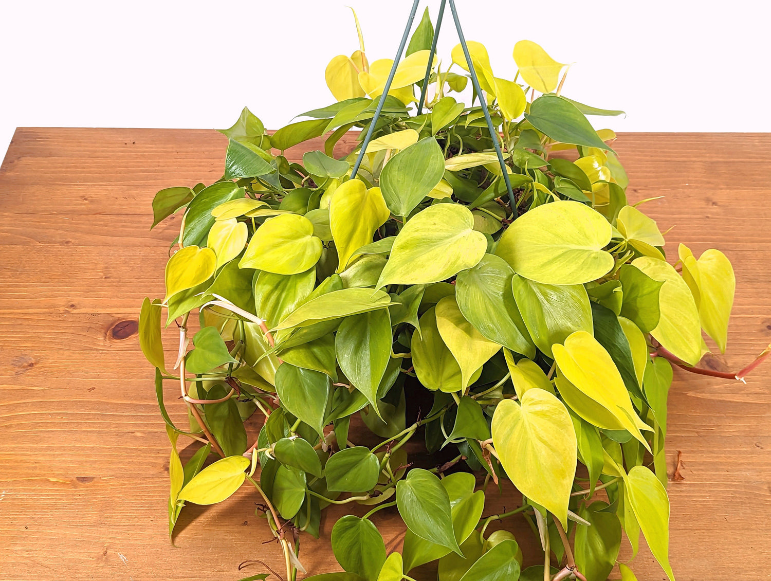 Philodendron Neon - 8 Inch Hanging Basket