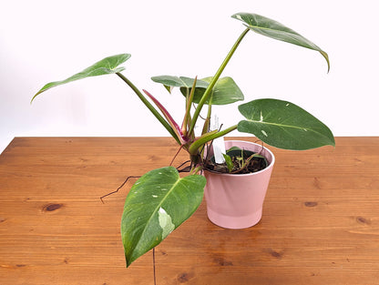 Pastel Pink Philodendron White Princess Tricolor Pink 