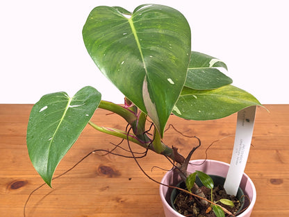 Pastel Pink Philodendron White Princess Tricolor Pink 