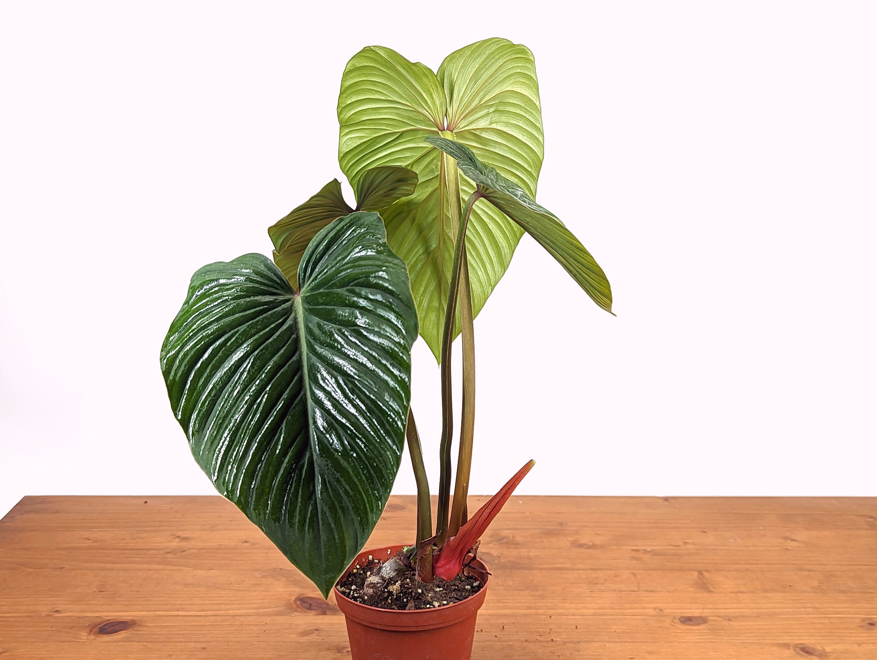 Indoor Tropical factory Plant Philodendron Mamei Silver