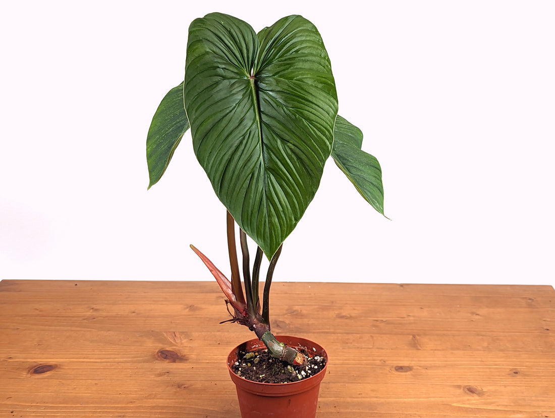 Philodendron Mamei Green