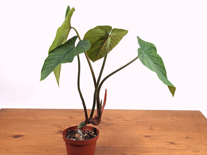 Philodendron Mamei Green