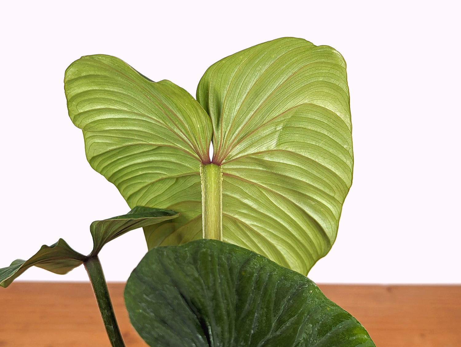 Philodendron Mamei Green