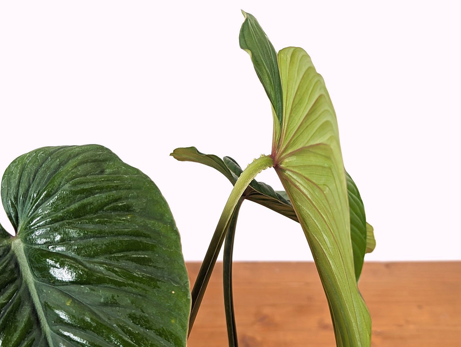 Philodendron Mamei Green