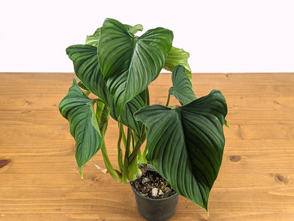 Philodendron Mamei Green