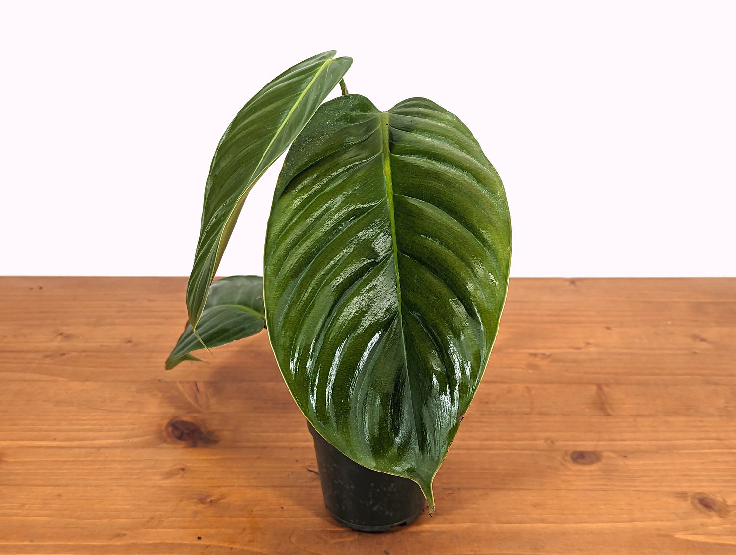 Philodendron Scherberichii