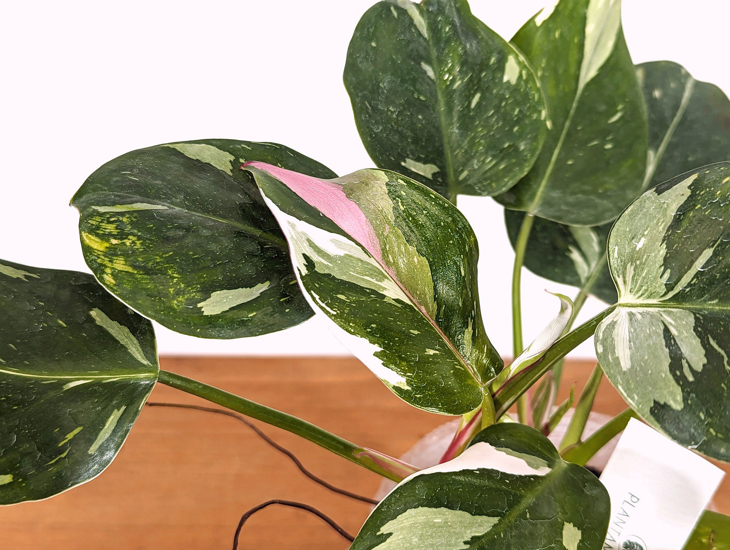 Philodendron Tricolor White Princess Exact Plants Pictured