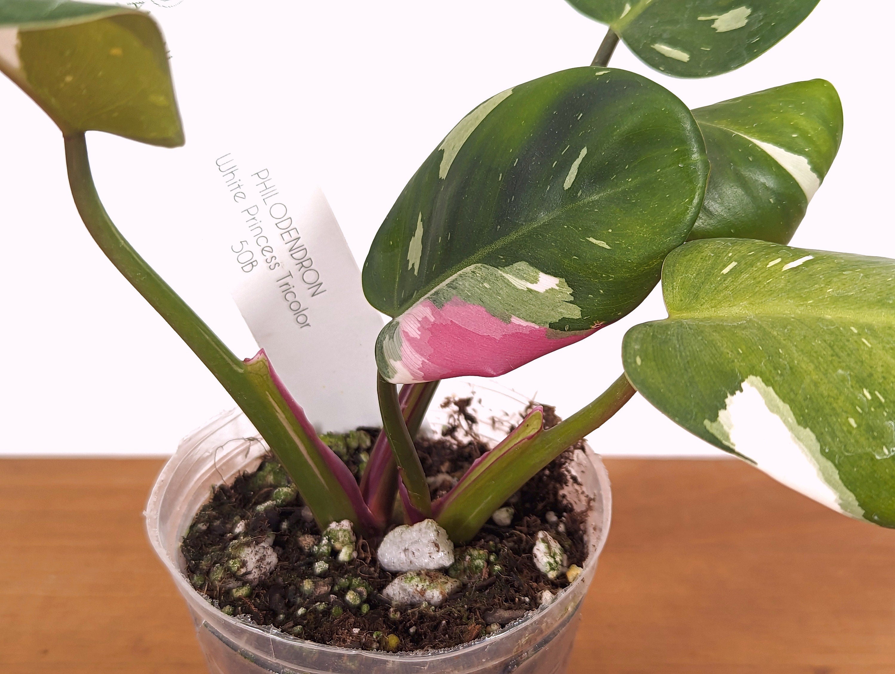 Philodendron Tricolor White Princess Exact Plants Pictured