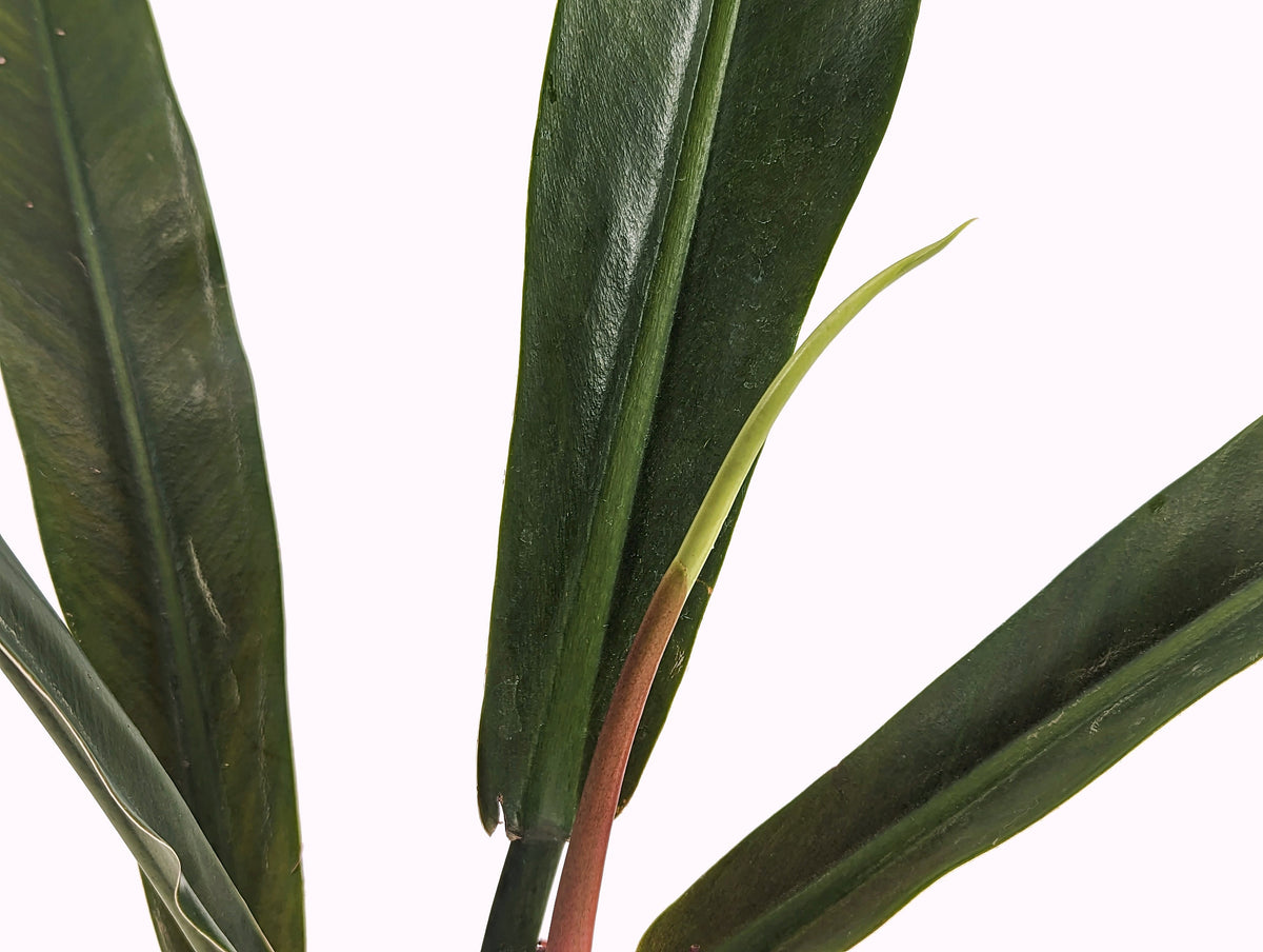 Philodendron Ruizii