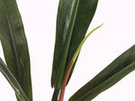 Philodendron Ruizii