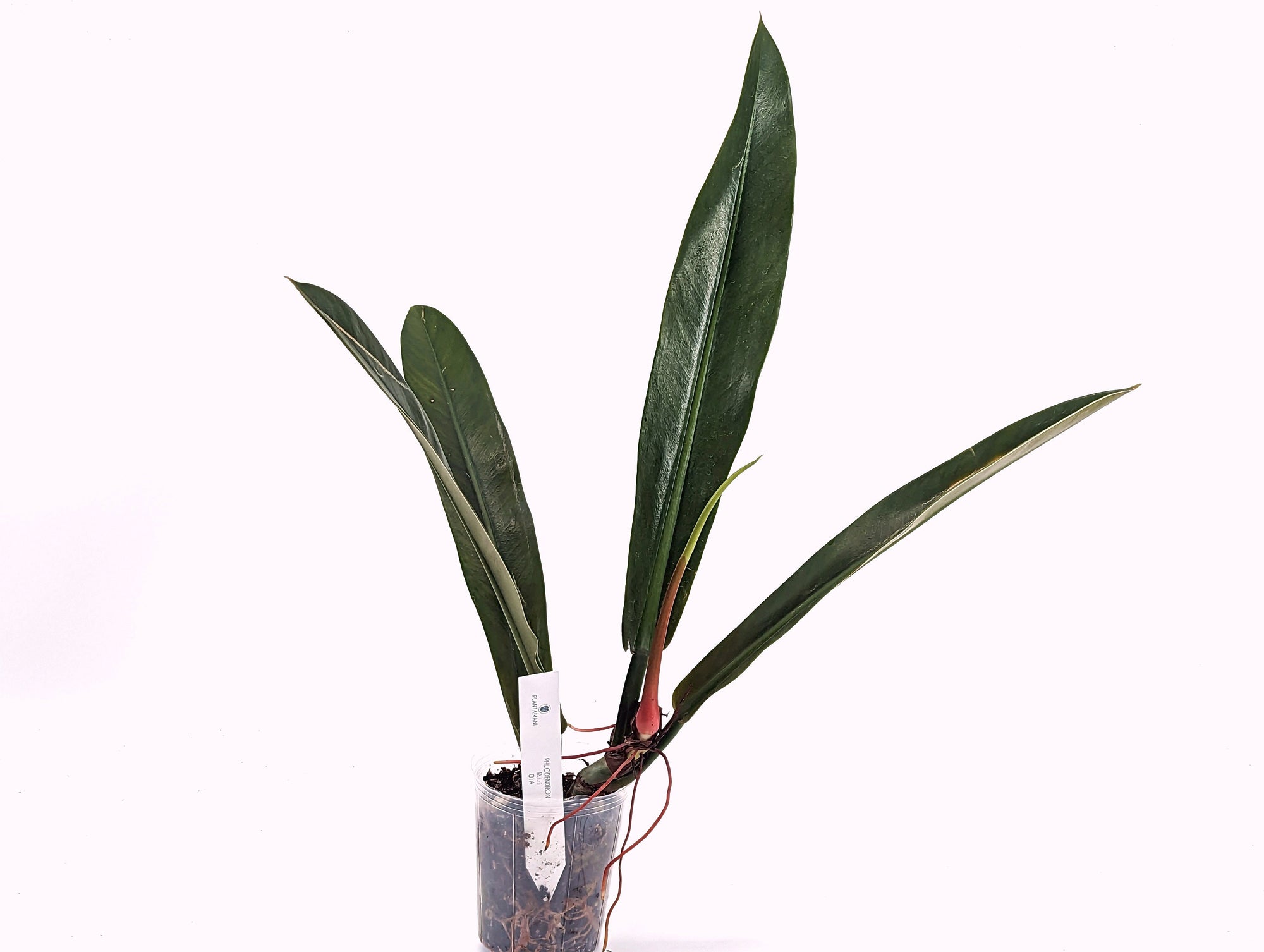 philodendron ruizii vs bicolor Philodendron Ruizii