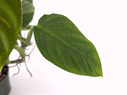 Philodendron Hibrido Angel