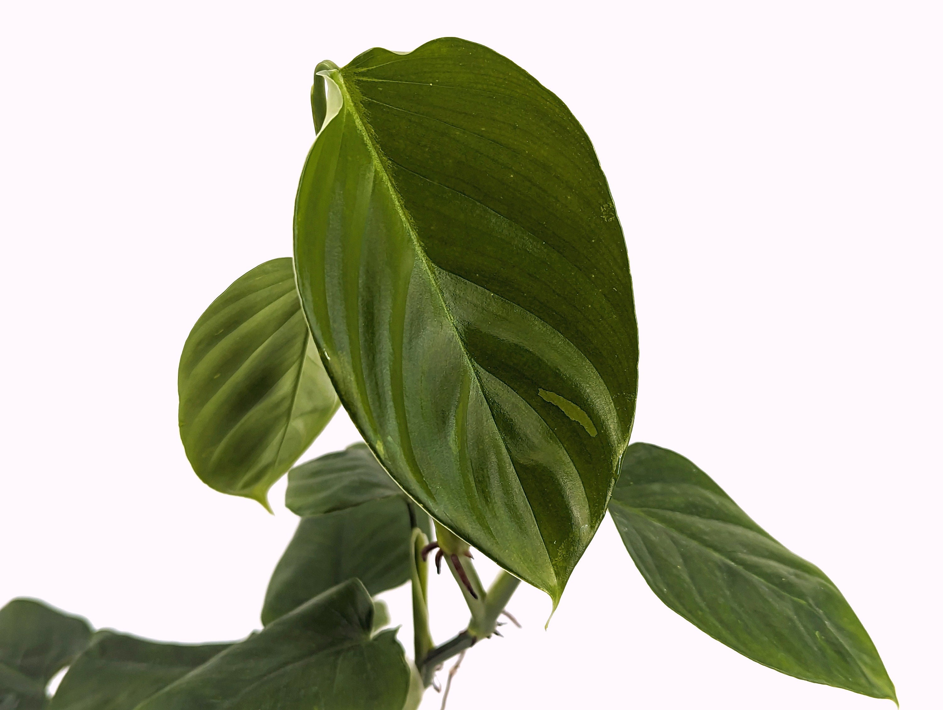 Philodendron Hibrido Angel