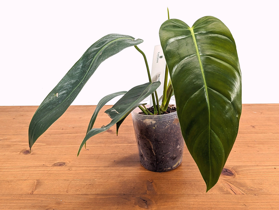 Philodendron Amazon Spirit (Patriciae x Spiritus Sancti)