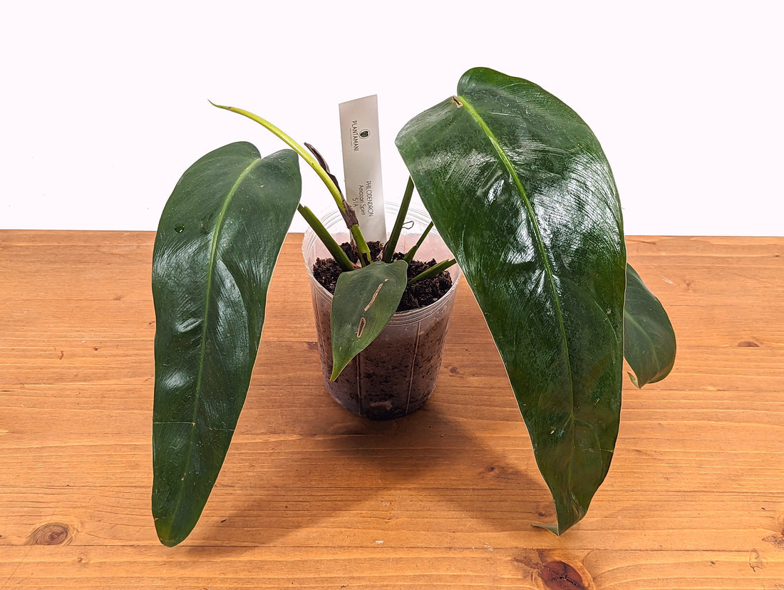 Philodendron Amazon Spirit (Patriciae x Spiritus Sancti)