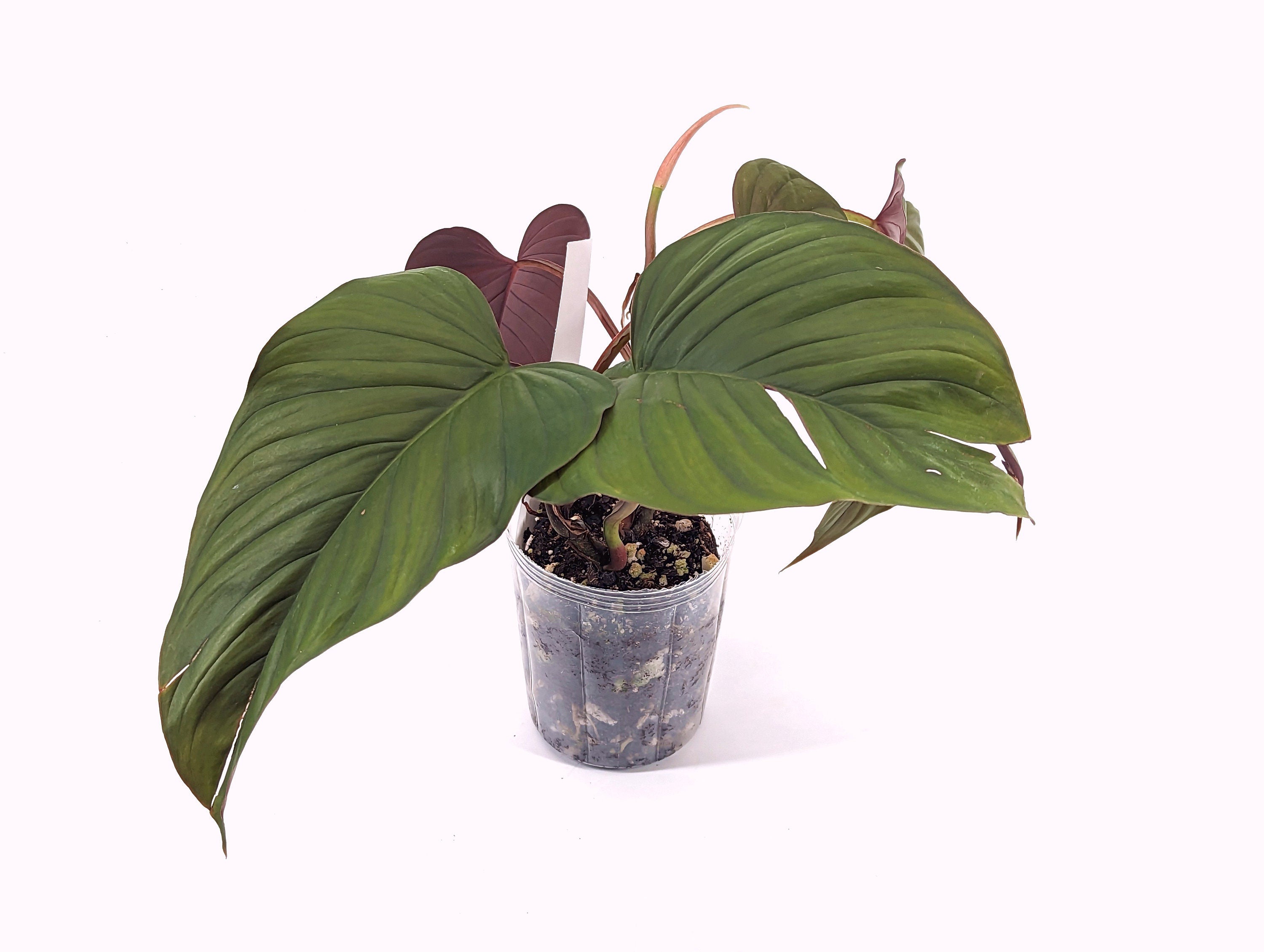 Philodendron Ernestii Red