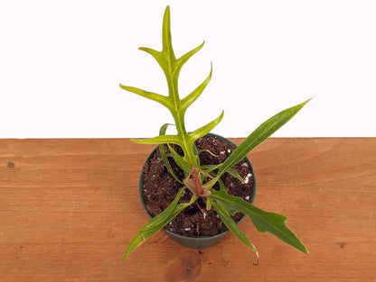 Philodendron Tortum - 3 Inch Pot Starter Plant