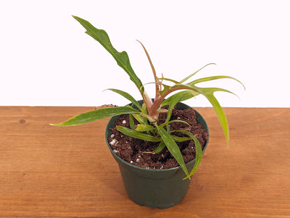Philodendron Tortum - 3 Inch Pot Starter Plant