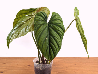 Philodendron Colombia Silver &quot;Platinum&quot;