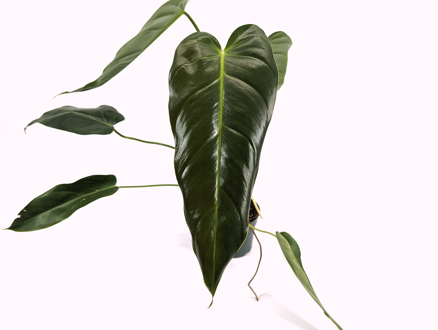 Philodendron Esmeralda Spirit  (Esmeralda x Spiritus Sancti)