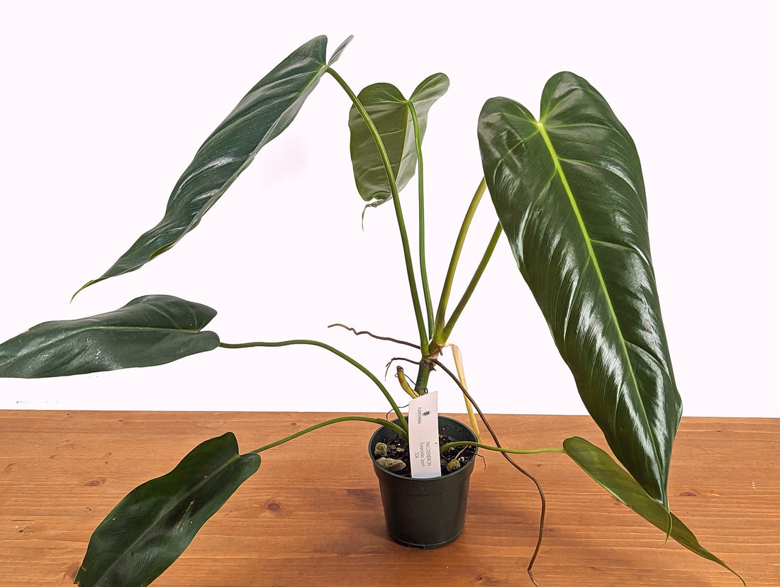 Philodendron Esmeralda Spirit  (Esmeralda x Spiritus Sancti)