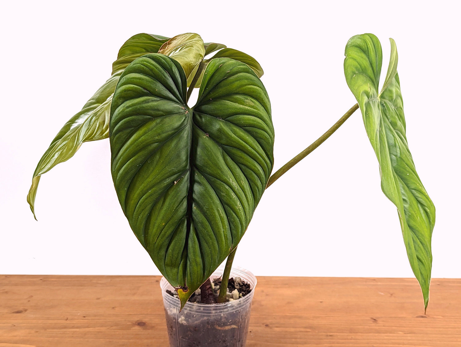 Philodendron Colombia Silver &quot;Platinum&quot;