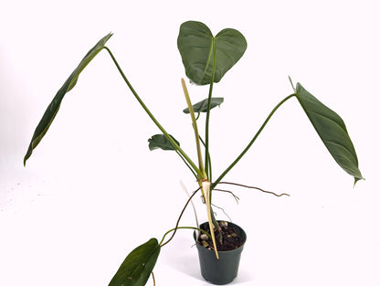 Philodendron Esmeralda Spirit  (Esmeralda x Spiritus Sancti)