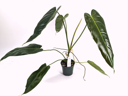 Philodendron Esmeralda Spirit  (Esmeralda x Spiritus Sancti)