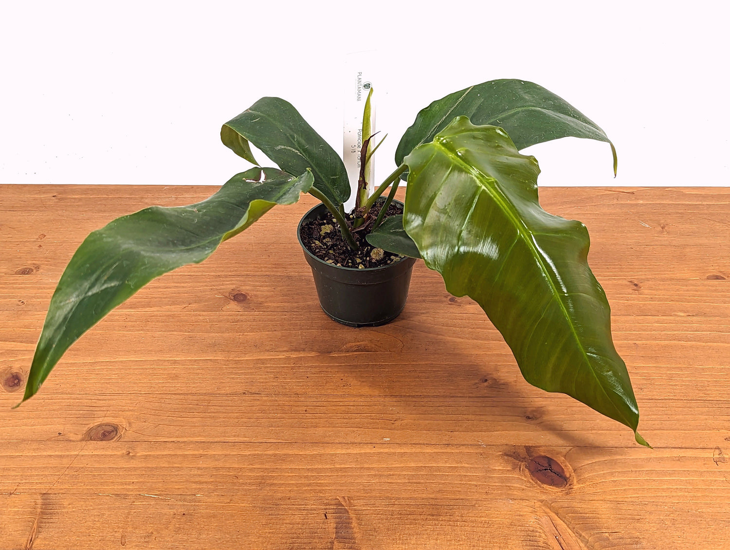 Philodendron Patriciae x Tortum